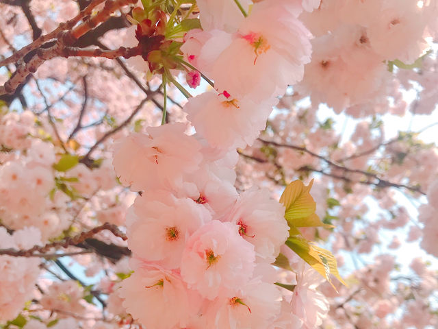日本🇯🇵東京新宿御苑賞櫻花🌸