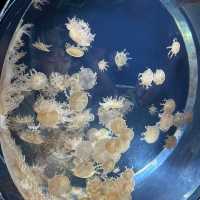 Osaka Aquarium Kaiyukan 🐠🩵