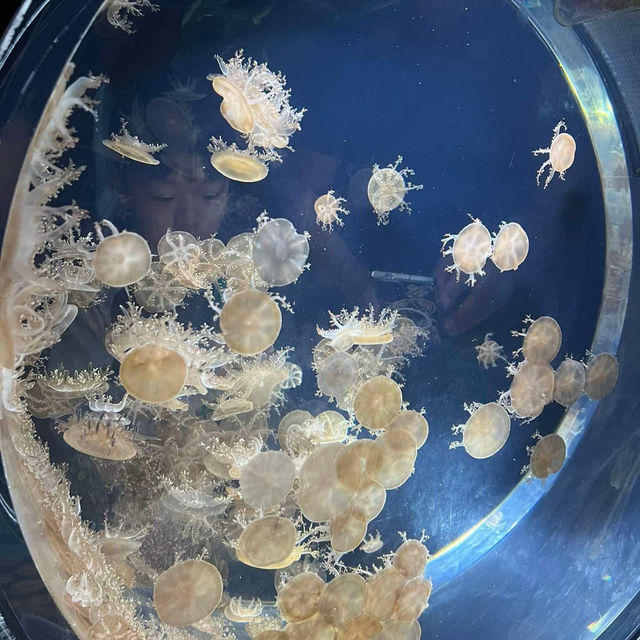 Osaka Aquarium Kaiyukan 🐠🩵