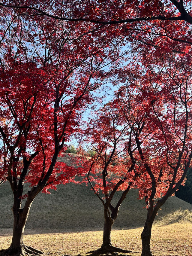 🇰🇷慶州✈️遊走在最美的古墓大陵苑대릉원
