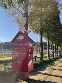 예산 가을여행 메타세콰이어길 추천해요 🌴