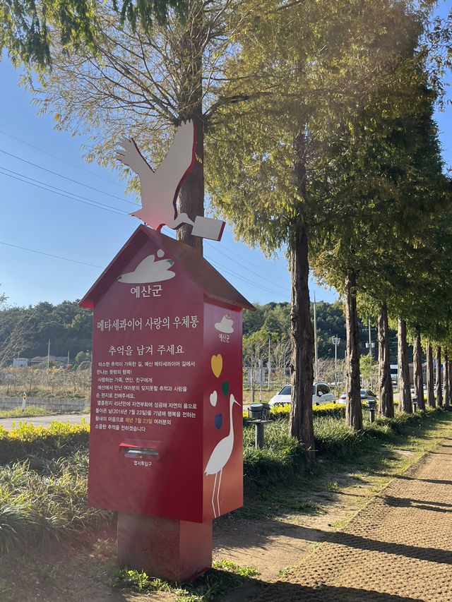 예산 가을여행 메타세콰이어길 추천해요 🌴