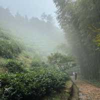 清涼寺：禪意滿滿靜謐之所 🍃🕊️