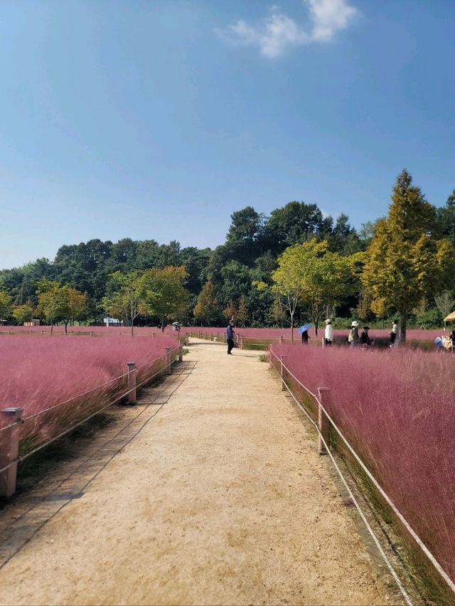 포토존 가득 핑크뮬리 인생샷맛집은 여기🩷