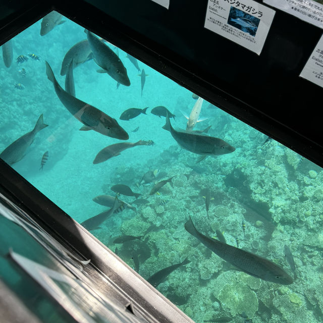 Glass-bottom boat ride in Okinawa is a must ! 