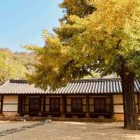 Jeonju Hyanggyo: A Serene Stroll Among Ginkgo Trees