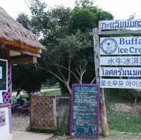 Laos Buffalo Dairy  หลวงพระบาง