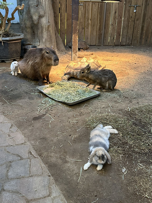 【韓国/大邱】もふもふがいっぱい！巨大動物園🐰