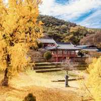 Dodong Seowon: A Ginkgo-Lined Historic Spot