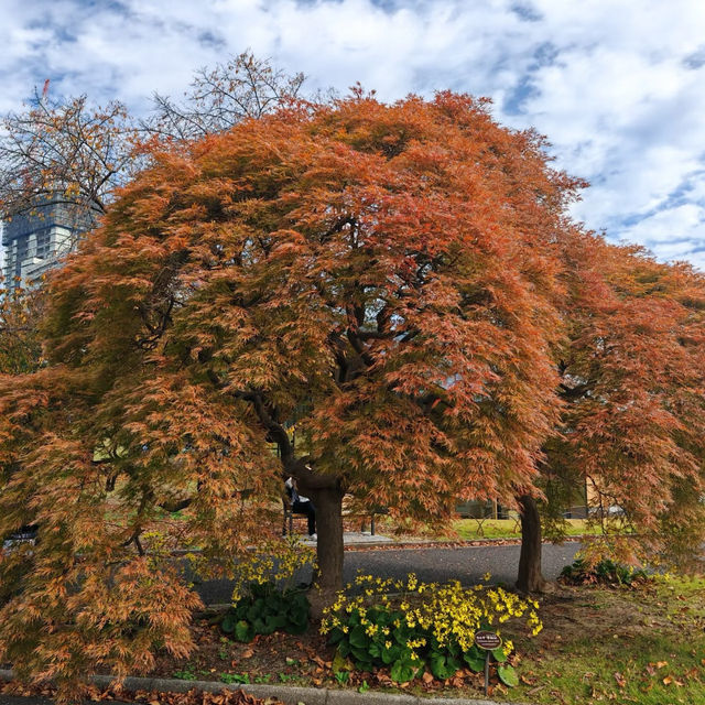 舍人公園：秋色如畫🍂🌳