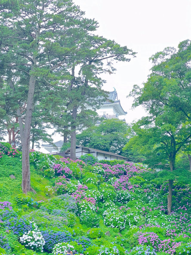 【神奈川】お城と紫陽花の風景