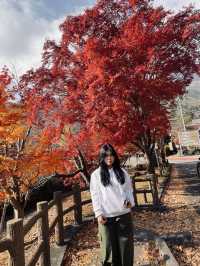 Lake Saiko จุดพักรถแวะถ่ายรูป 📸🏔️