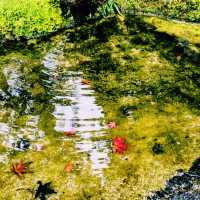 【京都紅葉】京都の秋旅に絶対訪れたい！南禅寺天授庵