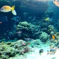 Churaumi Auquarium แห่งโอกินาวะ ยิ่งใหญ่สวยงาม
