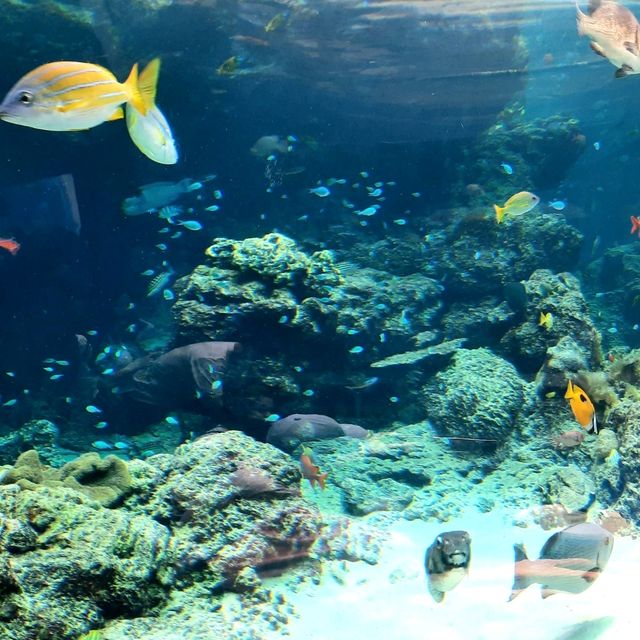 Churaumi Auquarium แห่งโอกินาวะ ยิ่งใหญ่สวยงาม