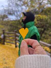 소원을 얘기하고 싶은 은행나무명소💛