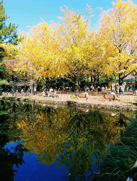 Tokyo Ginkgo/Maple Viewing: Hikarigaoka Park.