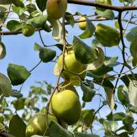 สวนพุดซานมสดของแทร่ วังน้ำเขียว🍏