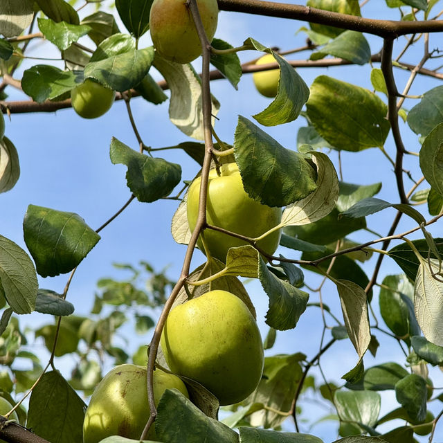 สวนพุดซานมสดของแทร่ วังน้ำเขียว🍏