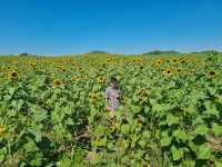 รับลมหนาวที่ ไร่มณีศร ทุ่งทานตะวัน เขาใหญ่