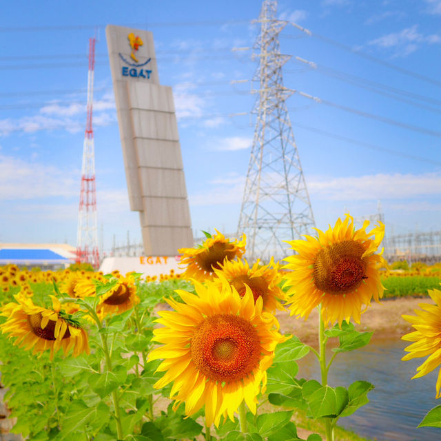 🌻✨ ปักหมุดที่เที่ยวสุดว้าว! ทุ่งทานตะวัน กฟผ. ไทร