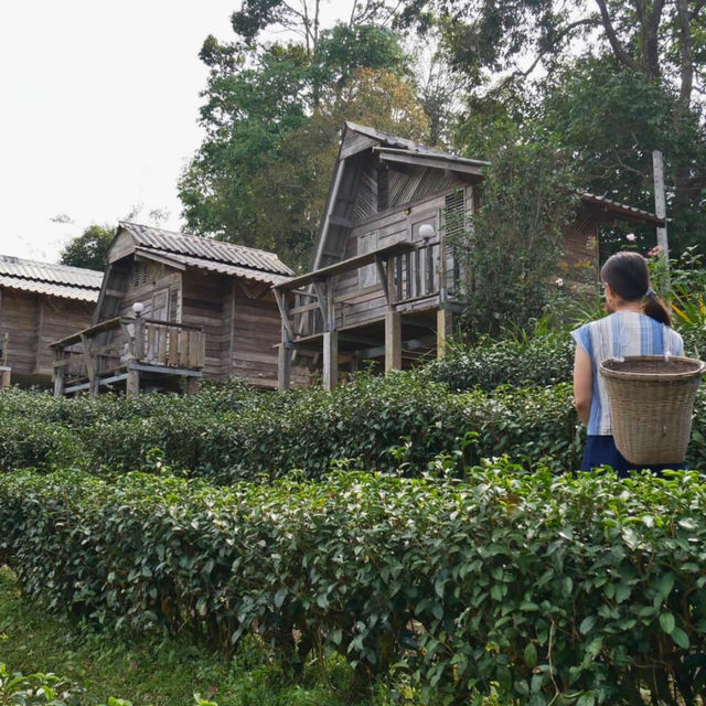 🌿 ไร่ชาลุงเดช