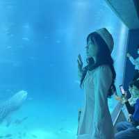 🐠🌊 探索大阪的奇幻海洋世界——大阪海洋館（Kaiyukan）！