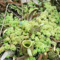 Hike to the top of Mount Ophir aka Gunung Ledang