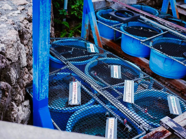 沖繩｜必去美麗海海洋館，近距離看海豚秀超震撼！