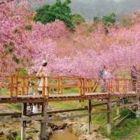 สะพานซากุระบ้านขุนวาง…เชียงใหม่🌸