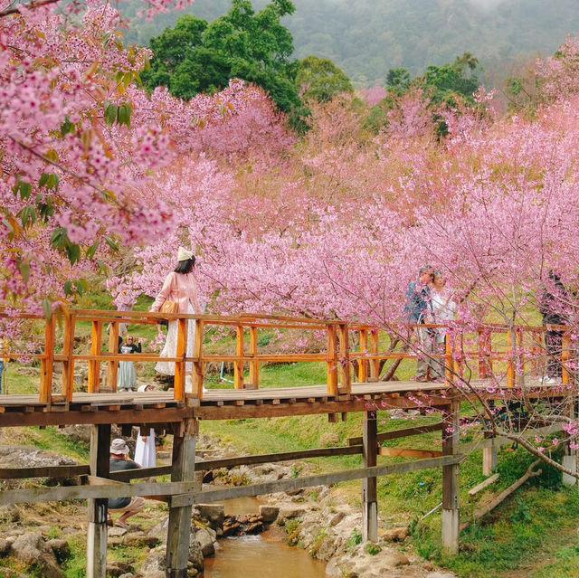 สะพานซากุระบ้านขุนวาง…เชียงใหม่🌸