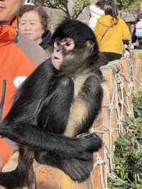 A Wild Adventure at Shanghai Wild Animal Park