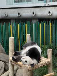 Zoo Negara Malaysia: A Wildlife Adventure Awaits! 🦁🐯