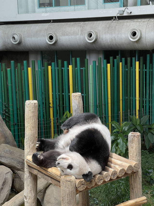 Zoo Negara Malaysia: A Wildlife Adventure Awaits! 🦁🐯
