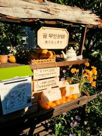🌼서귀포 귤꽃다락 ⚘️제주감성 디저트 맛집