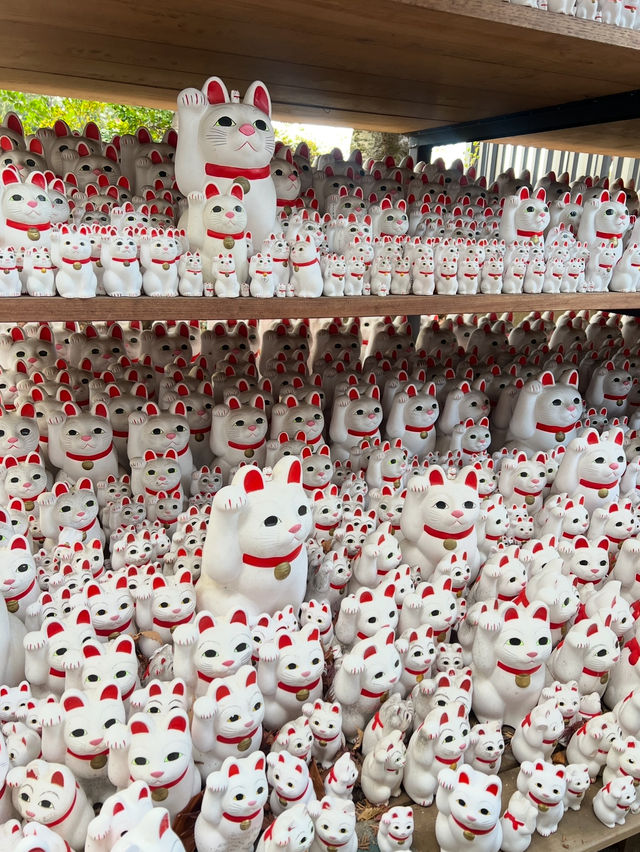 Gotokuji Temple 😸 วัดแมวกวักนำโชคในโตเกียว