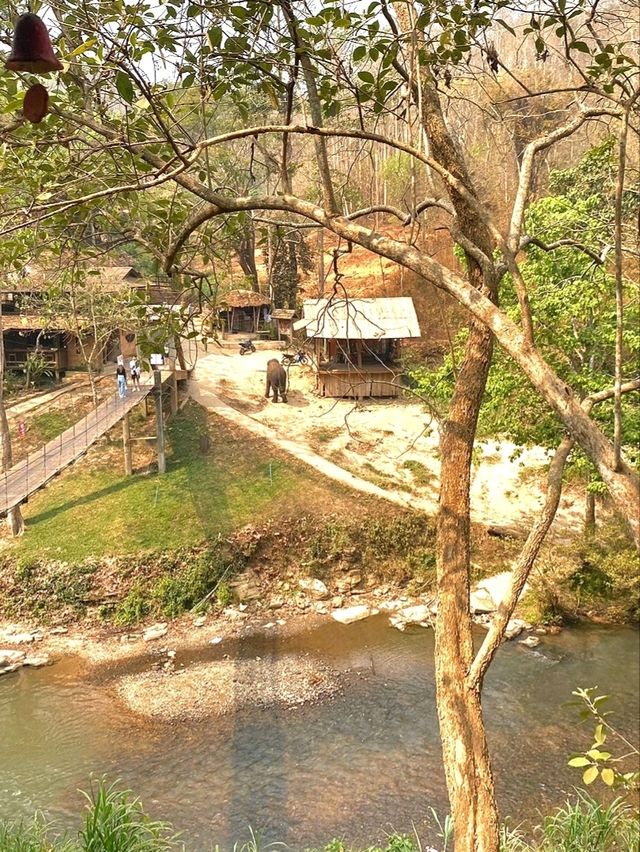 🐘 치앙마이 Tawan Riverside – 코끼리와 함께하는 특별한 숙소 🌿