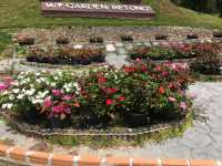 Betong Winter Flowers Garben