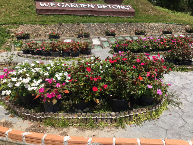 Betong Winter Flowers Garben