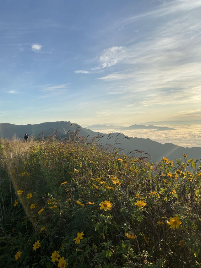 ภูชี้ฟ้า | เชียงราย ⛰️☀️🌳☁️