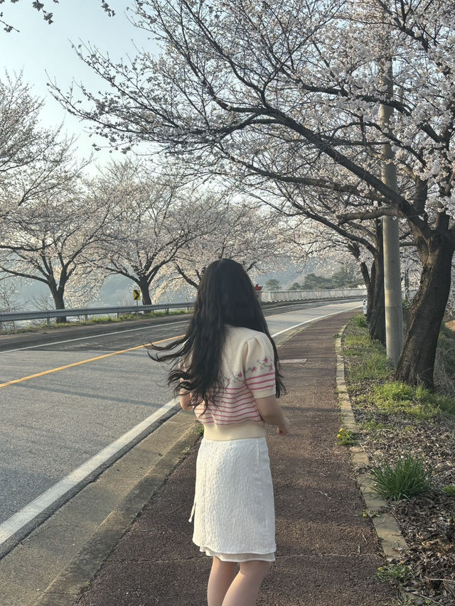 벚꽃데이트