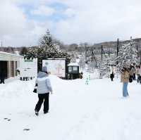 Asahiyama Zoo สวนสัตว์ยอดฮิตเมือง Asahikawa