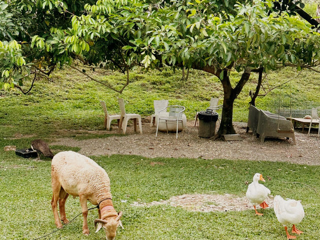 Kebun Kebun Bangsar: A Hidden Farm with a City View!