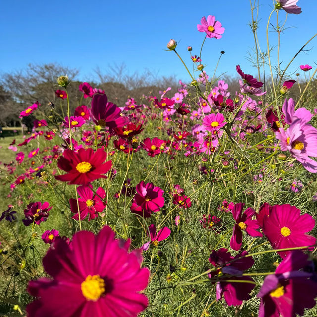 紅色波波草的夢境 🌈天空公園