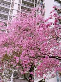 🌸 葵芳邨的粉紅夢幻：風鈴木櫻花之旅 🌸