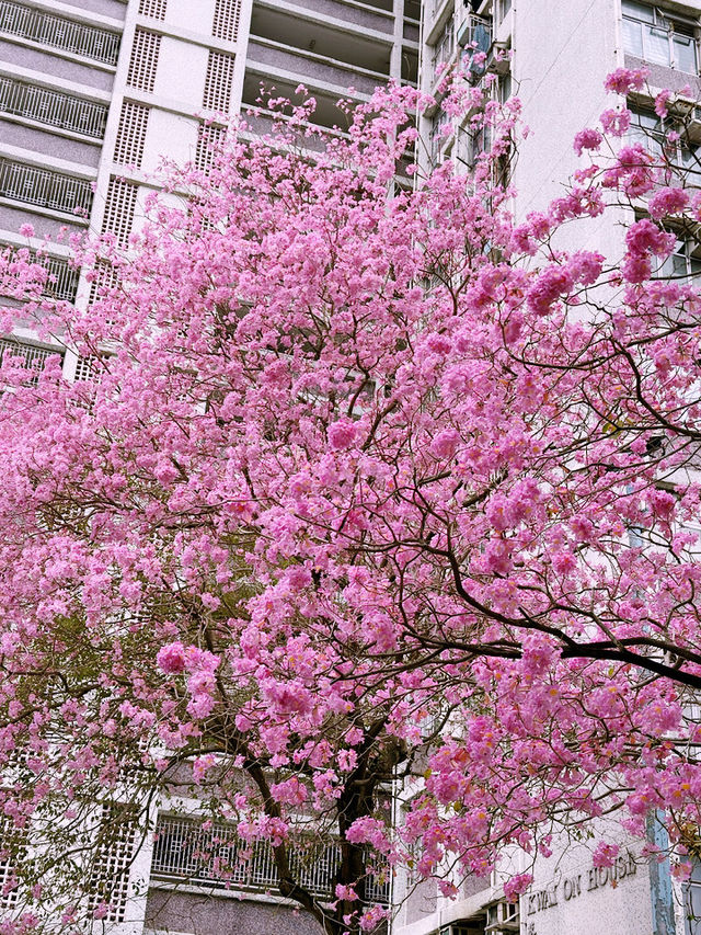🌸 葵芳邨的粉紅夢幻：風鈴木櫻花之旅 🌸