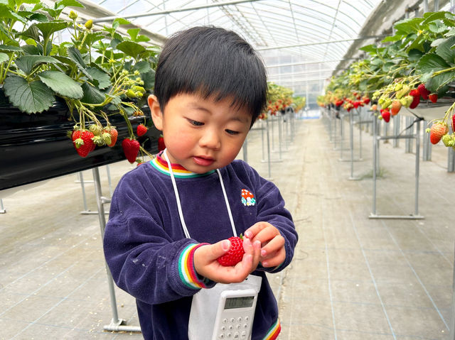 【町田】子供と行く苺狩り！オアシスファーム町田