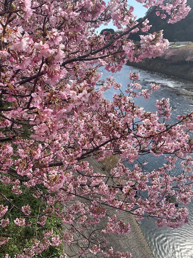 東京河津早櫻盛開的難忘之旅 🌸✨