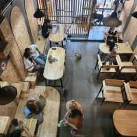 cat cafe in lamphun
