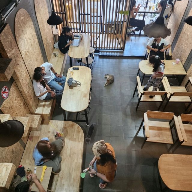 cat cafe in lamphun